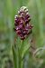 Anacamptis coriophora  - Ghislain Constans