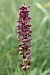 Anacamptis coriophora  - Ghislain Constans