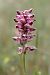 Anacamptis coriophora  - Ghislain Constans