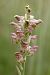 Anacamptis coriophora  - Ghislain Constans