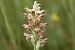 Anacamptis coriophora  - Ghislain Constans