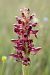 Anacamptis coriophora  - Ghislain Constans