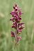 Anacamptis coriophora  - Ghislain Constans