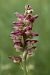 Anacamptis coriophora  - Ghislain Constans