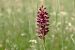 Anacamptis coriophora  - Ghislain Constans