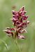 Anacamptis coriophora  - Ghislain Constans