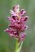 Anacamptis coriophora  - Ghislain Constans