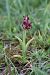 Anacamptis coriophora  - Ghislain Constans