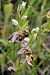 Ophrys apifera var. curviflora  - Ghislain Constans