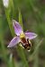 Ophrys apifera var. curviflora  - Ghislain Constans