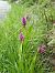 Dactylorhiza incarnata  - François Rolland