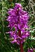 Orchis mascula (Orchis mâle) © François Rolland