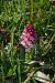 Neotinea ustulata (Orchis brûlé) © François Rolland
