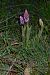 Neotinea tridentata (Orchis tridenté) © François Rolland