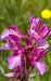 Anacamptis papilionacea var. expansa  - Robert Malrieu