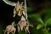 Epipactis microphylla © Jean-Christophe Blanchard