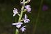 Gymnadenia pyrenaica © Jean-Christophe Blanchard