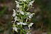 Platanthera chlorantha © Jean-Christophe Blanchard