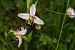 Ophrys apifera (Ophrys abeille) © Jean-Christophe Blanchard