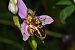 Ophrys apifera var. trollii  - Jean-Christophe Blanchard