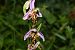 Ophrys apifera var. trollii  - Jean-Christophe Blanchard