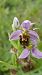 Ophrys apifera  - Nicole Taillandier