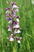Anacamptis morio (Orchis bouffon) © Vincent Gillet (21)