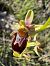 Ophrys corbariensis  - Nadine Duche