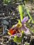 Ophrys corbariensis  - Nadine Duche