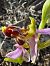 Ophrys corbariensis  - Nadine Duche