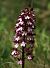 Orchis purpurea (Orchis pourpre) Anonyme