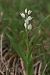 Cephalanthera longifolia (Céphalanthère à longues feuilles) Anonyme
