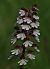 Orchis purpurea  - Anonyme