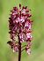 Orchis purpurea (Orchis pourpre) Anonyme