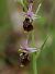 Ophrys vetula  - Anonyme