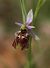 Ophrys vetula  - Anonyme