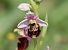 Ophrys vetula (Ophrys vieille) Anonyme