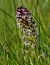 Neotinea ustulata (Orchis brûlé) © Jacques Gilardin