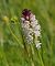 Neotinea ustulata (Orchis brûlé) © Jacques Gilardin