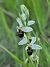 Ophrys fuciflora (Ophrys frelon) © Jacques Gilardin
