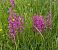 Anacamptis laxiflora - Jacques Gilardin