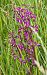 Anacamptis laxiflora - Jacques Gilardin
