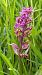 Dactylorhiza majalis - Jacques Gilardin