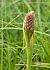 Anacamptis pyramidalis - Jacques Gilardin