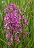 Anacamptis laxiflora - Jacques Gilardin