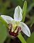 Ophrys apifera - Jacques Gilardin