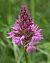 Anacamptis pyramidalis - Jacques Gilardin