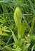 Himantoglossum hircinum - Jacques Gilardin