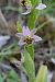 Ophrys apifera var. patinata  - Thomas Bernard