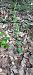 Epipactis provincialis  - Gerard Chassan